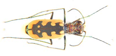 Lophyra oweni Gage